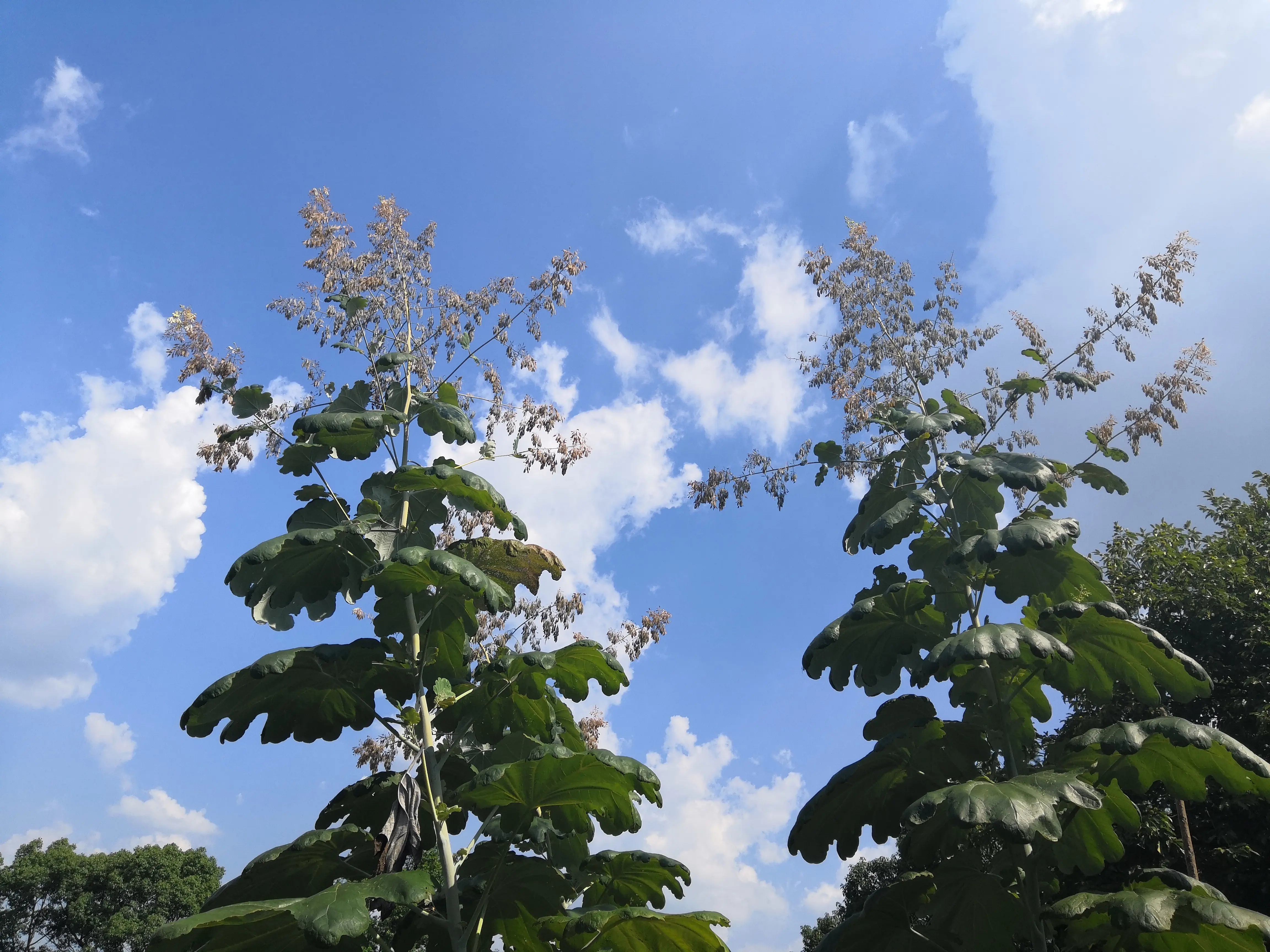 https://www.herbal-ingredients.com/macleaya-cordata-extract.html